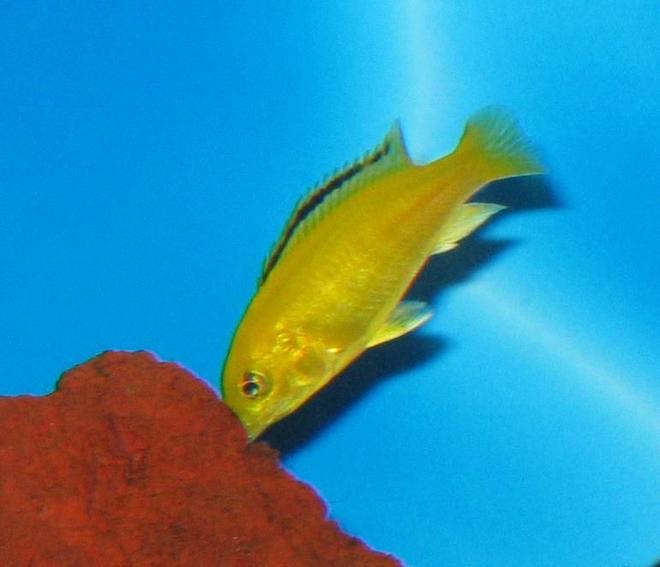 freshwater fish - labidochromis caeruleus - electric yellow cichlid stocking in 30 gallons tank - young electric yellow lab - 2 weeks from the pet store