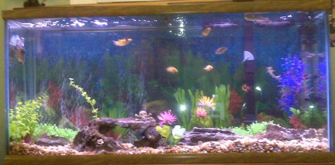 55 gallons freshwater fish tank (mostly fish and non-living decorations) - always adding not done yet