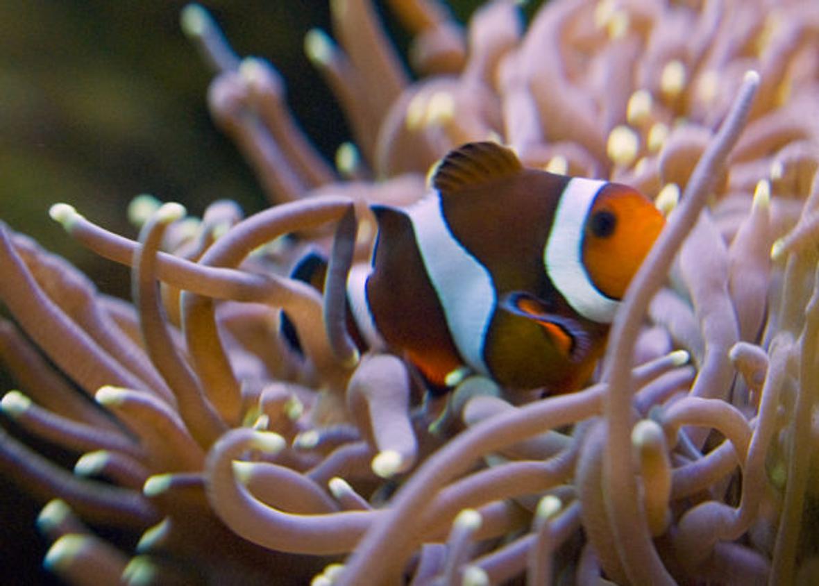 saltwater fish - amphiprion ocellaris - ocellaris clownfish stocking in 75 gallons tank - Ocellaris Clown Fish with my Torch Coral. The Clown doesn't actually host the Torch; it only has interest in it when I feed the Coral.