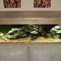 63 gallons freshwater fish tank (mostly fish and non-living decorations) - Tanganyika tank