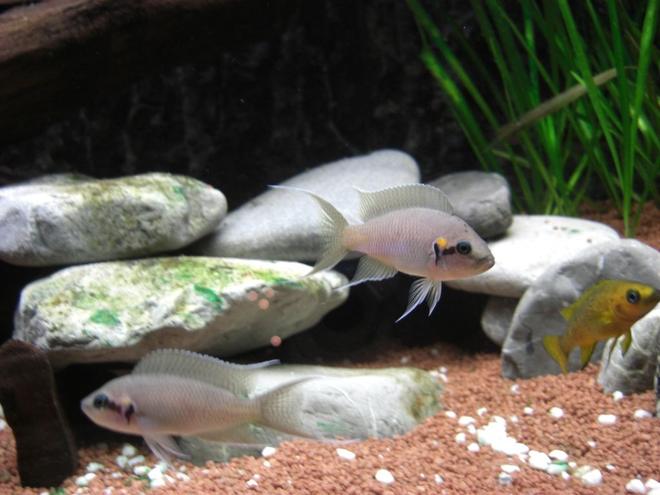freshwater fish - neolamprologus brichardi - brichardi cichlid stocking in 63 gallons tank - Neolamprologus Bricardi