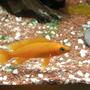 freshwater fish - neolamprologus leleupi - orange leleupi cichlid stocking in 63 gallons tank - Neolamprologus Leleupi Orange