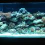 90 gallons reef tank (mostly live coral and fish) - Tank is up over a month a new NOVA EXTREME 8-bulb will be on Tuesday and a Blue Throat Trigger has been added along with some lunar, favia and a couple others coral count about 33