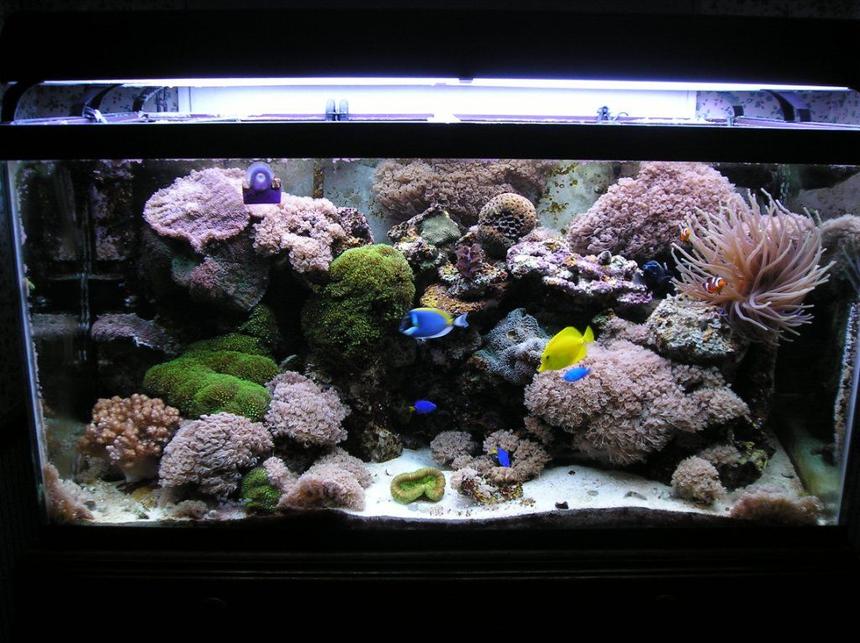 Rated #18: 120 Gallons Reef Tank - my 120 gallon reef