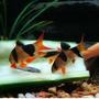 freshwater fish - botia macracantha - clown loach stocking in 40 gallons tank - Clown Loaches