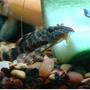 freshwater fish - peckoltia sp. platyrhyncha - rio-negro pleco (l 135) stocking in 40 gallons tank - Candy Striple Pleco (L-135)