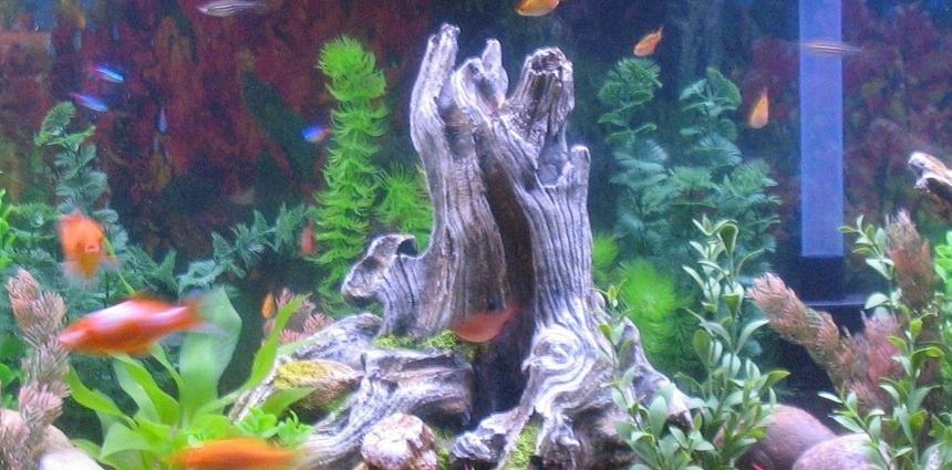 Rated #140: Freshwater Fish - Poecilia Latipinna - Golden Sailfin Molly Stocking In 55 Gallons Tank - our 55 gallon tank. Variety of fish with all plastic plants. We recently changed from gravel to sand and LOVE the ease of cleaning and the fish love it too.