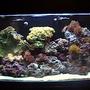 110 gallons reef tank (mostly live coral and fish) - Aquarium