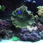 fish tank picture - corals