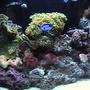 fish tank picture - corals