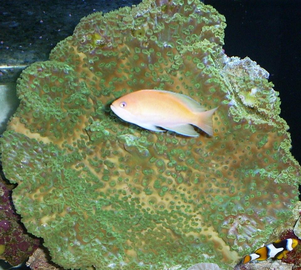 saltwater fish - pseudanthias parvirostris - sunset anthias stocking in 110 gallons tank - coral