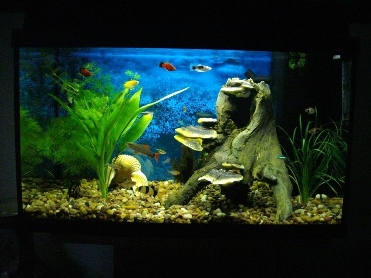 20 gallons planted tank (mostly live plants and fish) - my tank with fish, real plants and wooden and shell decoration.