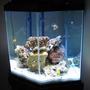 fish tank picture - Side view with the white and blue light on.