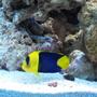 fish tank picture - Bicolor angelfish