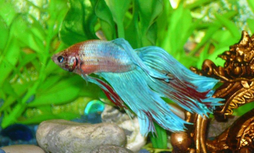 Rated #72: Freshwater Fish - Betta Splendens - Betta - Male Stocking In 55 Gallons Tank - my betta. alone in a 10 gal to avoid stressing him out. i loved teh blue and red color on him when i saw him so he came home to go in the tank.