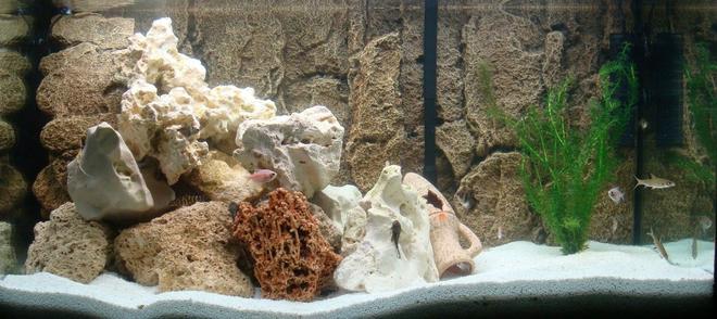 65 gallons freshwater fish tank (mostly fish and non-living decorations) - 250L Freshwater
JBL external pump E1500
PH Controller (CO2)
2x Tubes T8 30W