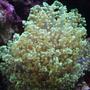 corals inverts - euphyllia glabrescens - torch coral stocking in 65 gallons tank - Green Blobs