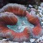 corals inverts - trachyphyllia geoffroyi - open brain coral stocking in 65 gallons tank - The Mitt