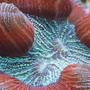 corals inverts - trachyphyllia geoffroyi - brain coral stocking in 65 gallons tank - The Pocket