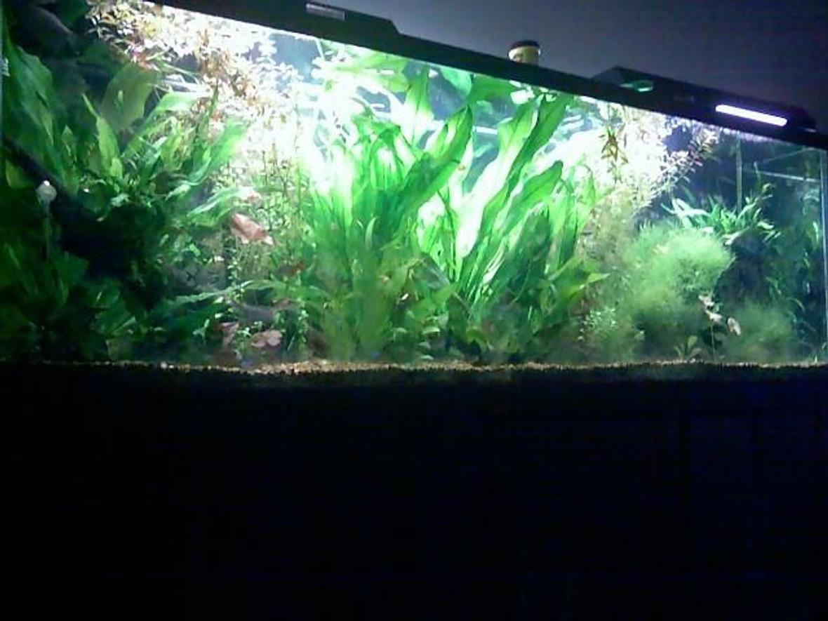 125 gallons planted tank (mostly live plants and fish) - My 125 Amazon Tank