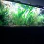 125 gallons planted tank (mostly live plants and fish) - My 125 Amazon Tank