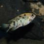 freshwater fish - labeotropheus fuelleborni - fuelleborni cichlid stocking in 150 gallons tank - OB Fuelleborni, a new addition to the tank.