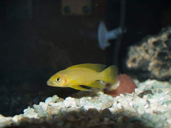 freshwater fish - neolamprologus leleupi - orange leleupi cichlid stocking in 150 gallons tank - my leleupi is getting bigger