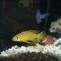 freshwater fish - neolamprologus leleupi - orange leleupi cichlid stocking in 150 gallons tank - my leleupi is getting bigger