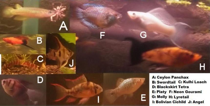 Rated #142: Freshwater Fish - Poecilia Velifera - Platinum Lyretail Molly Stocking In 70 Gallons Tank - Multiple Fish! My Panchax likes spiders!