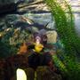 freshwater fish - carassius auratus - black moor goldfish stocking in 55 gallons tank - My black moor and white clouds!