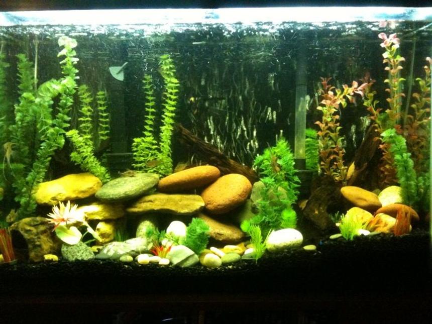 Rated #268: 45 Gallons Freshwater Fish Tank - This is my tank!