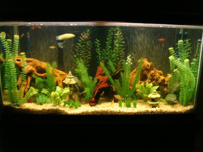90 gallons freshwater fish tank (mostly fish and non-living decorations) - My new 90 gallon cichlid tank