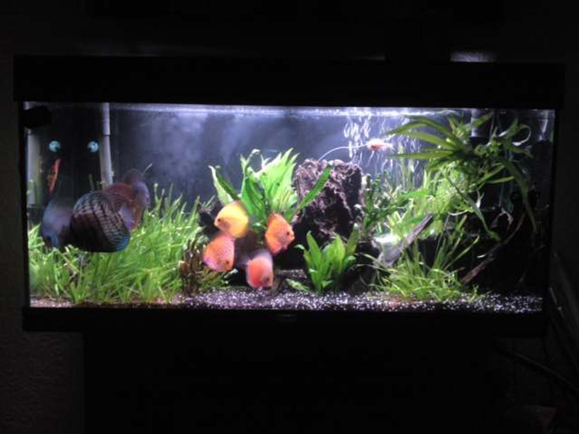 48 gallons planted tank (mostly live plants and fish) - main