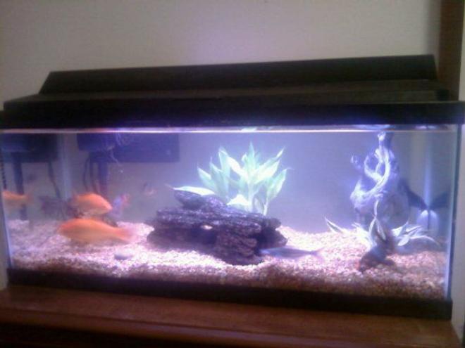 20 gallons planted tank (mostly live plants and fish) - Better pic to come soon...