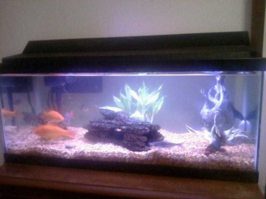 Rated #2164: 20 Gallons Planted Tank - Better pic to come soon...