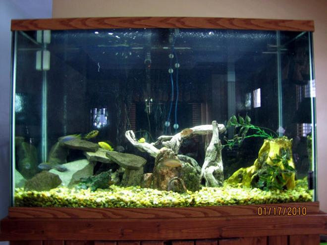 110 gallons freshwater fish tank (mostly fish and non-living decorations) - 110 GALLON TANK