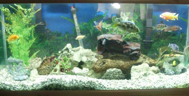 70 gallons freshwater fish tank (mostly fish and non-living decorations) - think i've got it figured out need some oppinions before i give it a face lift with live plants, this tank has produced babies so going to try live plants PLEASE HELP