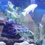 freshwater fish - labidochromis caeruleus - electric yellow cichlid stocking in 70 gallons tank - some of my cichlids