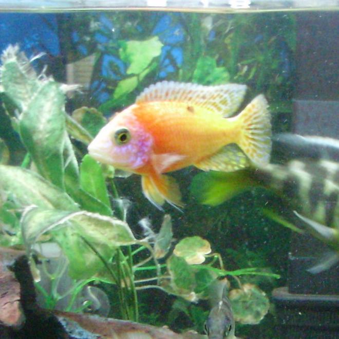 freshwater fish - aulonocara sp. - strawberry peacock cichlid stocking in 70 gallons tank - skittles