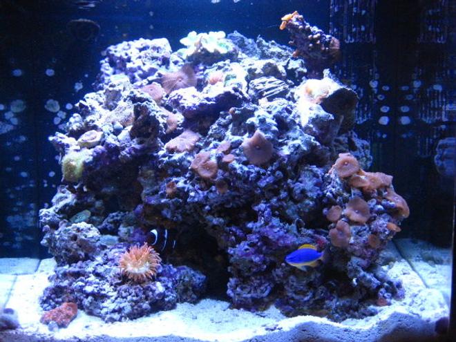 24 gallons reef tank (mostly live coral and fish) - My nano 24 gallon gem!!! 50lbs of live rock ricordea mushrooms, green leather coral, brown polyps, different kind of mushrooms, chili coral, and last its an acan coral!!Just 2 fish maroon clown that ive had for about 4 years now with his love the rose bulb anemone and a fiji damsel, the rest are hermit crabs a beautiful indian starfish and a sea urchin.