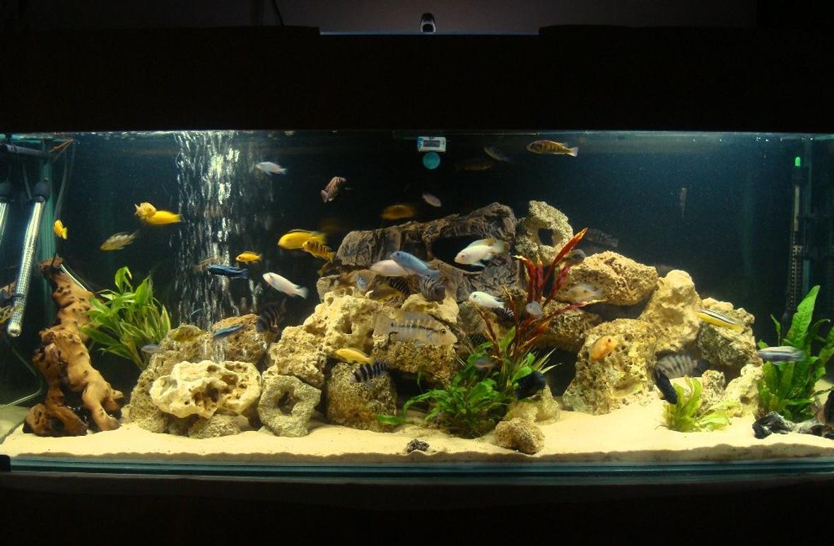 114 gallons freshwater fish tank (mostly fish and non-living decorations) - full view of my cichlid tank, i have close up pictures of my cichlids in my profile