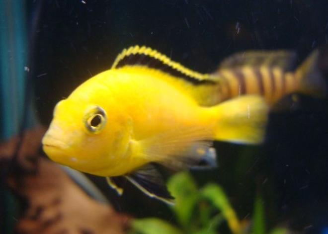 freshwater fish - labidochromis caeruleus - electric yellow cichlid stocking in 114 gallons tank - 1 of my yellow labs