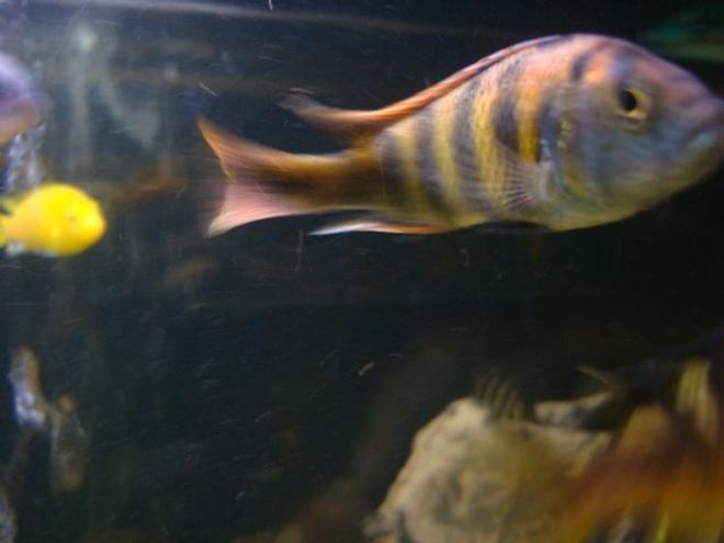 freshwater fish - astatotilapia latifasciata - zebra obliquidens stocking in 114 gallons tank - another 1 of my malawi's not sure the correct name