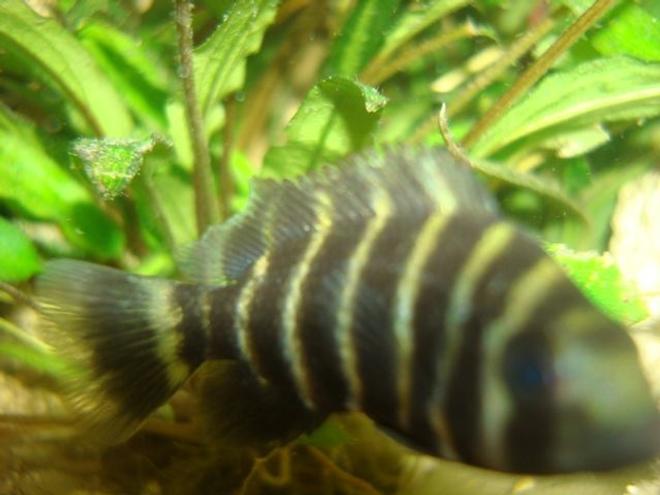 freshwater fish - tilapia buttikoferi - zebra tilapia stocking in 114 gallons tank - 1 of my butti's