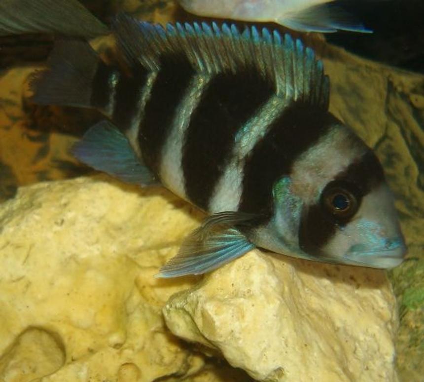 Rated #151: Freshwater Fish - Cyphotilapia Frontosa - Frontosa Cichlid Stocking In 114 Gallons Tank - 1 of my frontosa's