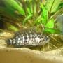 freshwater fish - parachromis managuensis - jaguar cichlid stocking in 114 gallons tank - 1 of my jaguar cichlids