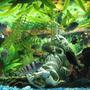 fish tank picture - Another shot of my eco...use the magnifier to see if you can count how may fish are peeking. ;P