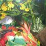 fish tank picture - Another shot of my eco...