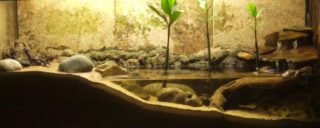 30 gallons planted tank (mostly live plants and fish) - Mudskipper/Fiddler Crab tank.  (Brackish)