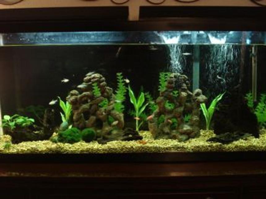 Rated #236: 55 Gallons Freshwater Fish Tank - This is my 55 gallon tank.   I'm still fairly new to the hobby.